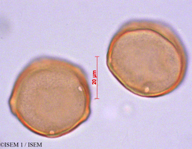 ISEM 1/Carpinus_betulus_29170/Carpinus_betulus_29170_0001(copy)_thumb.jpg